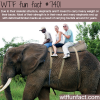 why you shouldnt ride on elephants facts