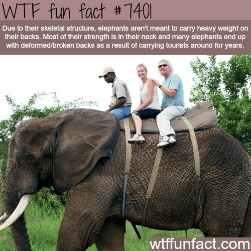 Why you shouldn’t ride on elephants - FACTS