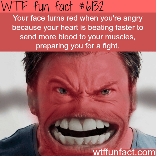 Why your face turns red when you are angry  - WTF fun facts