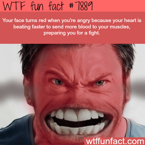 Why your face turns red when you get angry - WTF fun facts