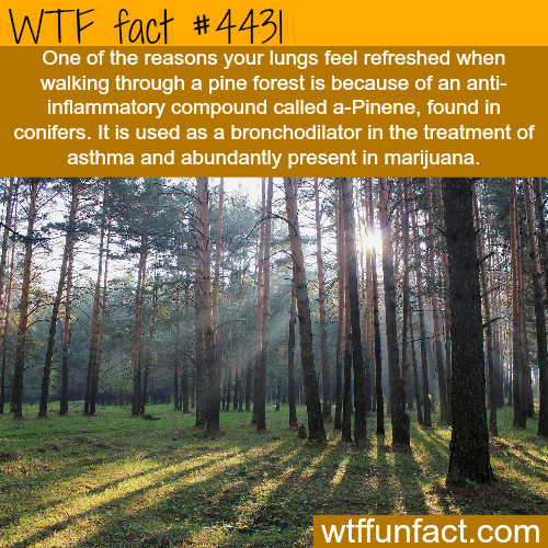 Why your lungs feel refreshed when walking through pine forest -   WTF fun facts