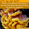wild mushroom that tastes like fried chicken wtf