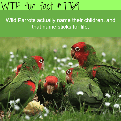 Wild Parrots - WTF fun fact