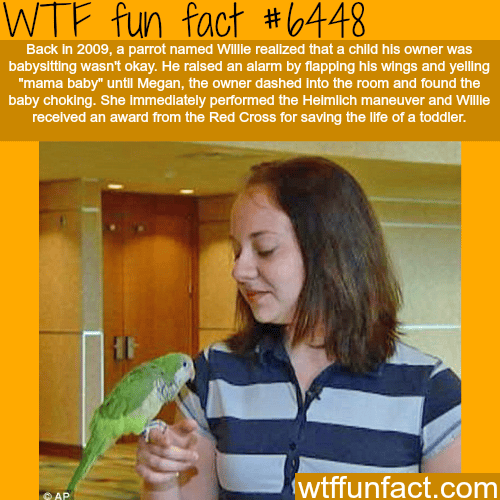 Willie the parrot
