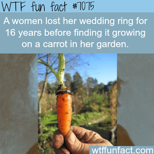 Woman finds her wedding ring growing on a carrot after she lost it - WTF fun facts