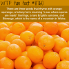 words that rhyme with orange wtf fun facts