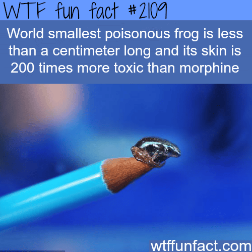 World Smallest poisonous frog - WTF fun facts