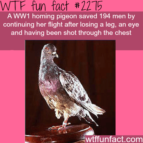 WW1 homing pigeon saves 194 men - WTF fun facts