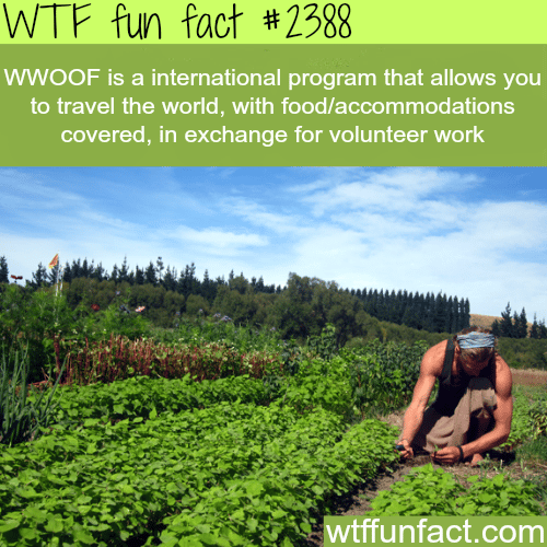 WWOOF: Travel the world in exchange for volunteering - WTF fun facts