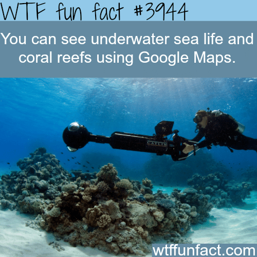 You can see underwater sea life on google maps -WTF fun facts 
