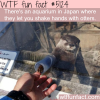 you can shake hands with otters in this japanese