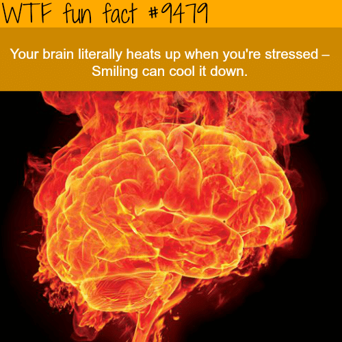 Your brain on stress - WTF fun fact