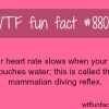 your heart rate slows down when you touch water