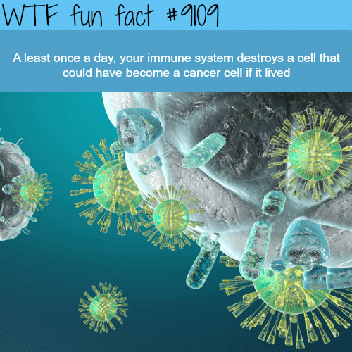 Your immune system destroys a cancer cell every day - WTF fun fact