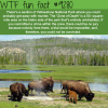 zone of death yellowstone park wtf fun fact