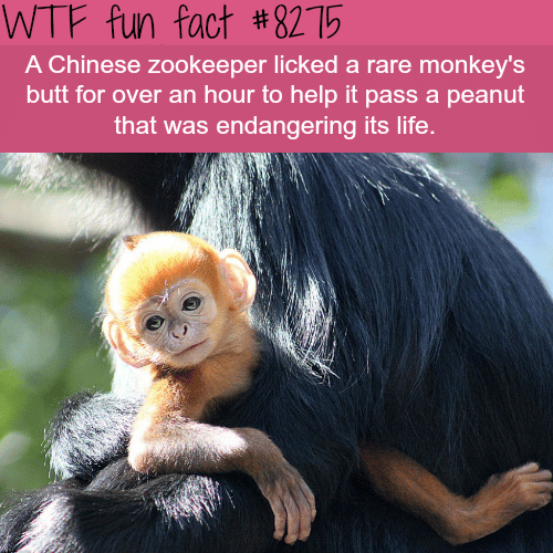 Zookeeper licked a monkey’s butt for an hour to save it’s life - WTF fun facts