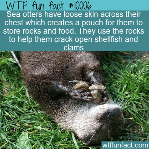 Fun Animal Fact - Sea Otter Pouch
