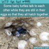 WTF Fun Animal Fact – Eggs Talk