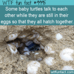 WTF Fun Animal Fact - Eggs Talk
