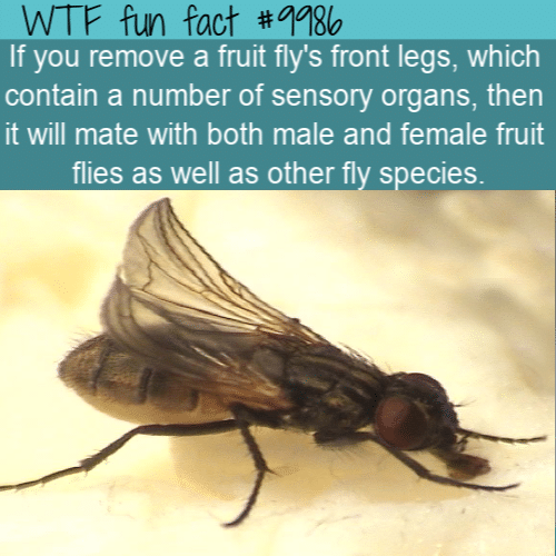 WTF Fun Fact - Fruit Fly Bisexual