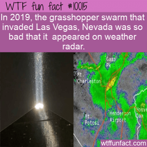 WTF Fun Fact - Grasshoppers on radar