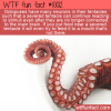 WTF Fun Fact – Tentacle With Mind Of Its Own