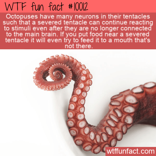 WTF Fun Fact - Octopus Severed Tentacle(1)