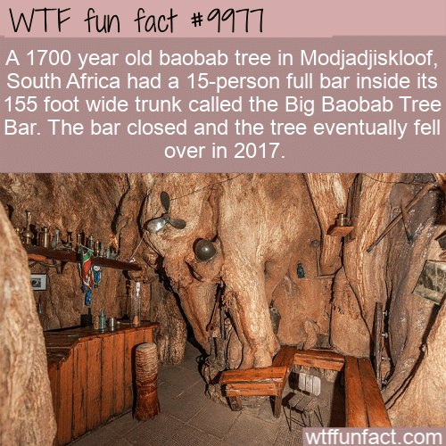 WTF Fun Fact - Pub Inside A Tree