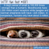 Fun Animal Fact – Dog’s Smell