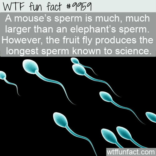 Fun Animal Fact - Sperm Size