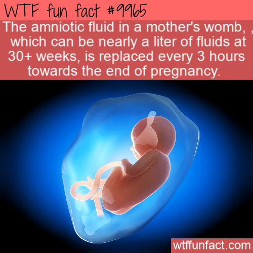 fun fact amniotic fluid