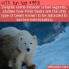 WTF Fun Fact – Polar Bears Are After Our Women