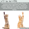 Fun Cat Fact – Dominant Paw