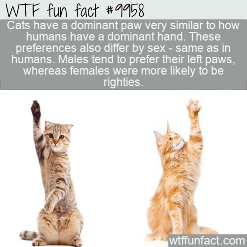 fun fact cat's dominant paw