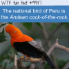 Fun Animal Fact – Peru’s National Bird