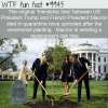 Fun Fact – Dead Friendship Tree