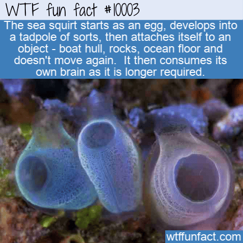 fun fact sea squirt eats its own brain