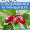 Fun Food Fact – Taste Modifier Fruit