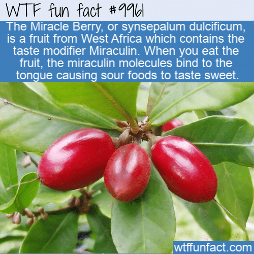 fun fact west african miracle berry