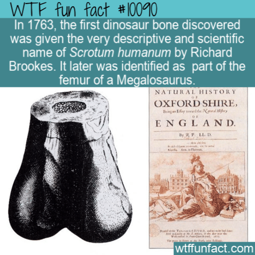 WTF Fun Fact - Dinosaur Bone Scrotum