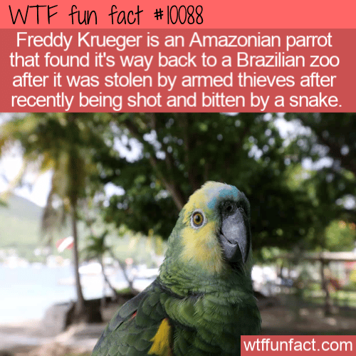 WTF Fun Fact - Freddy Krueger Parrot