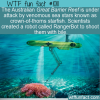WTF Fun Fact – Reef Protector