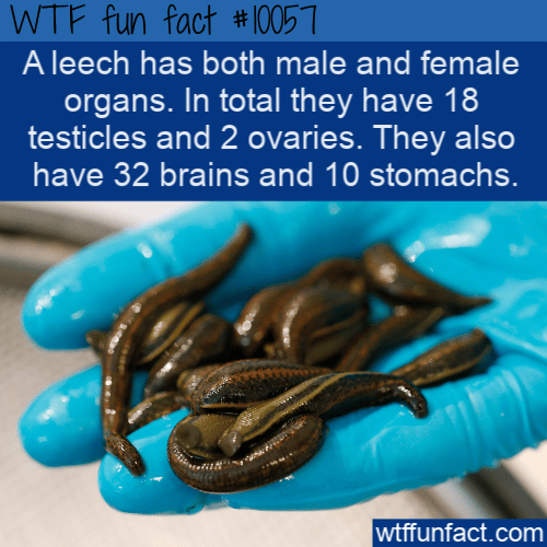 WTF Fun Fact - Leeches Private Parts