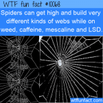 WTF Fun Fact - Spiders Webs