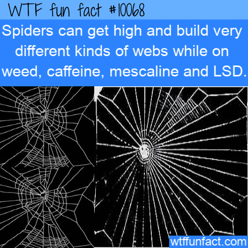 WTF Fun Fact - Plastered Spiders Do Amazing