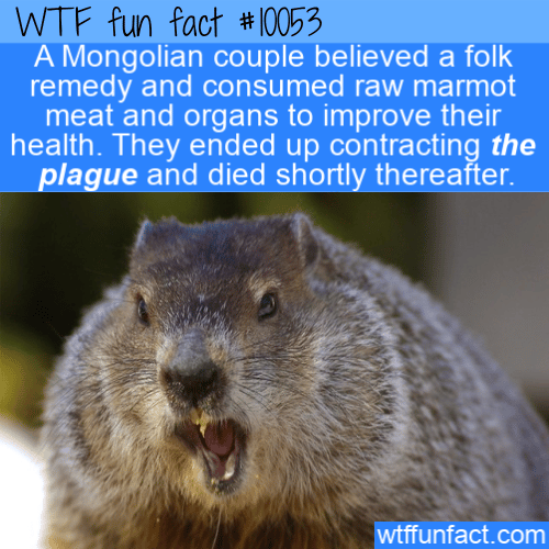 WTF Fun Fact - Raw Marmot Meat killed People