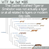 WTF Fun Fact – Sabre-Toothed Lie