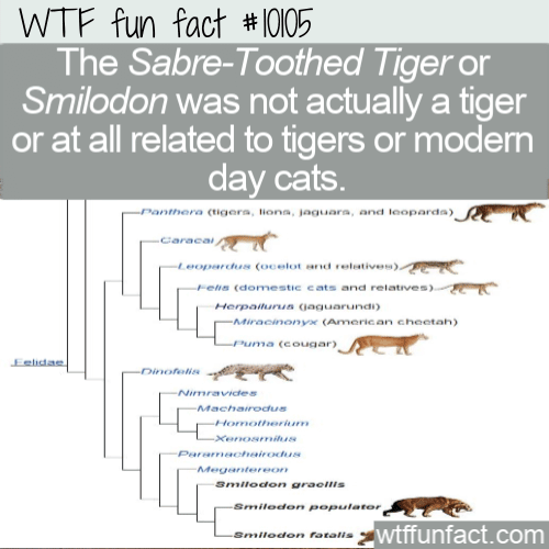 WTF Fun Fact - Sabre-Toothed Tiger