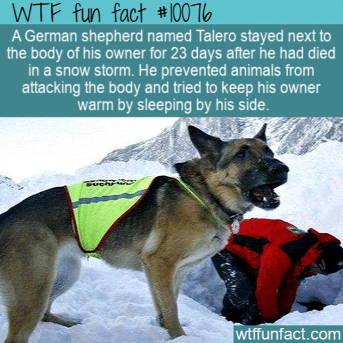 WTF Fun Fact - Talero The German Shepherd