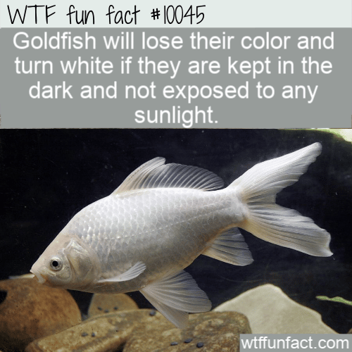 WTF Fun Fact - White Goldfish